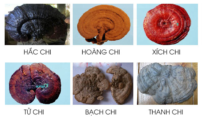 Các loại nấm linh chi Hàn Quốc